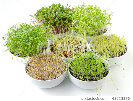 Sprouts in white bowls Sprouts in white bowls 45353376