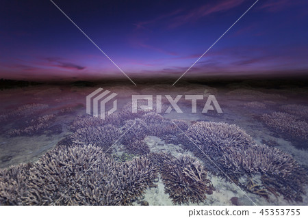 Beautiful coral reef during low tide water  45353755