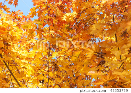 autumn yellow leaves textured background sunny light autumn yellow leaves textured background sunny light 45353759