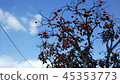 Persimmon tree and autumn sky 45353773