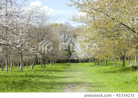 path between white flowering cherry and fruit tree path between white flowering cherry and fruit tree 45354235