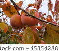persimmon 45354288