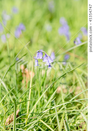 Crowded bluebell flowers 45354747
