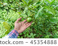 Hand Gardeners  Catch lime green on a tree 45354888