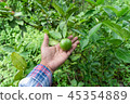 Hand Gardeners  Catch lime green on a tree 45354889