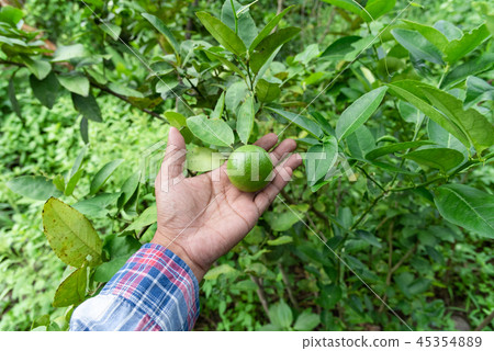 Hand Gardeners Catch lime green on a tree Hand Gardeners Catch lime green on a tree 45354889