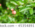 Bengal Currant, Christ's Thorn fresh On green leaf 45354891