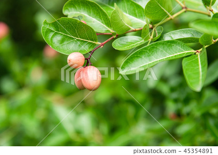 Bengal Currant, Christ's Thorn fresh On green leaf Bengal Currant, Christ's Thorn fresh On green leaf 45354891
