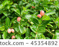 Bengal Currant, Christ's Thorn fresh On green leaf 45354892