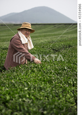 綠茶領域 45354966