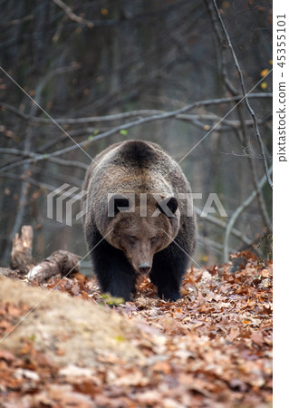 Bear in autumn forest Bear in autumn forest 45355101
