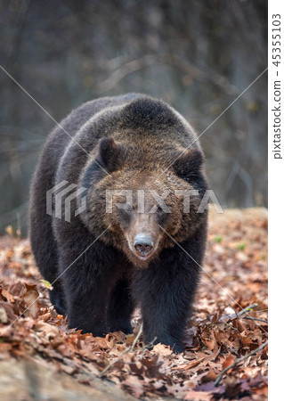 Bear in autumn forest 45355103