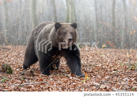 Bear in autumn forest 45355114