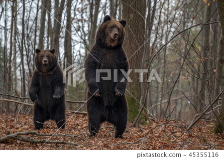 Bear standing on his hind legs in autumn forest 45355116