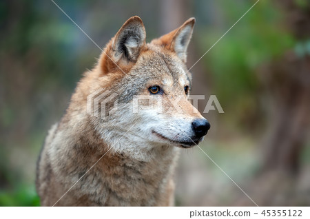 Portrait wolf in autumn forest Portrait wolf in autumn forest 45355122