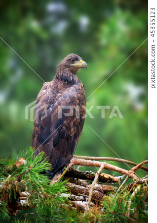 Eagle sitting on a pine Eagle sitting on a pine 45355123