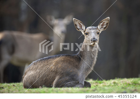 Female roe deer lies in a forest Female roe deer lies in a forest 45355124