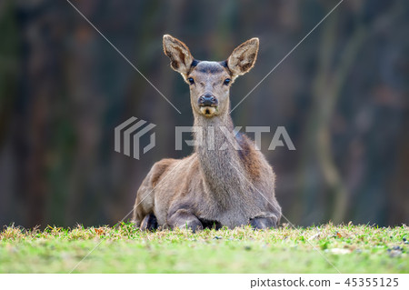 Female roe deer lies in a forest Female roe deer lies in a forest 45355125