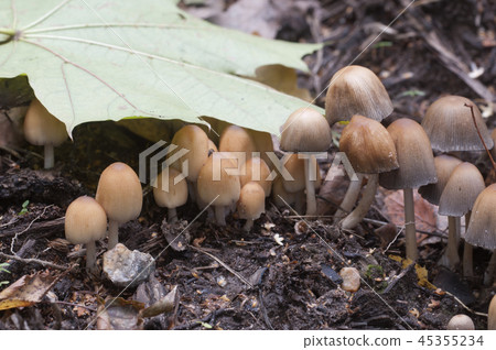 Coprinus micaceus mushroom Coprinus micaceus mushroom 45355234