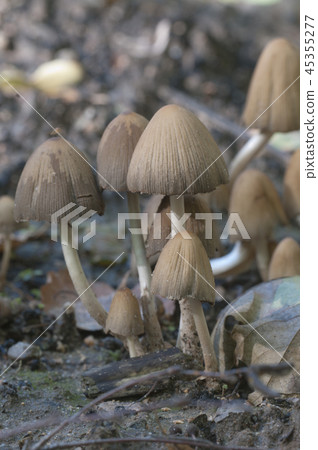Coprinus micaceus mushroom 45355277