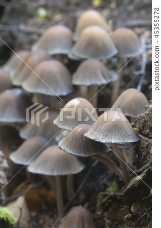 Coprinus micaceus mushroom Coprinus micaceus mushroom 45355278