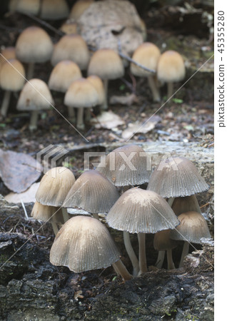 Coprinus micaceus mushroom 45355280