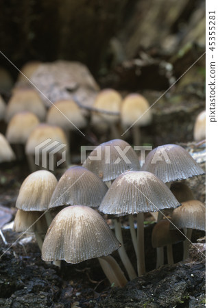 Coprinus micaceus mushroom 45355281