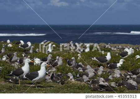 Breeding colony of Kelp Gull  45355313