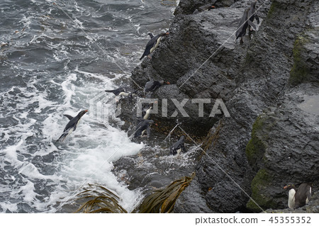 Rockhopper Penguins coming ashore Rockhopper Penguins coming ashore 45355352