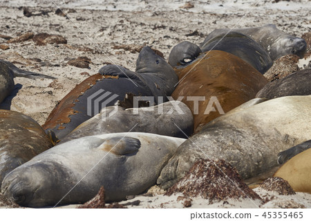 Group of Southern Elephant Seals 45355465