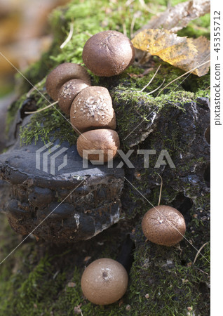 Puffball mushrooms on a stump Puffball mushrooms on a stump 45355712