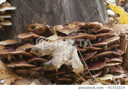Pholiota alnicola mushrooms Pholiota alnicola mushrooms 45355814