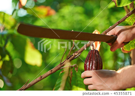 Machete cut cacao pod Machete cut cacao pod 45355871