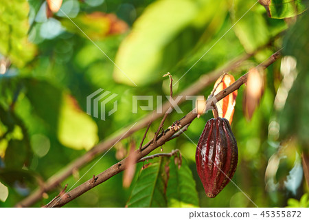 Red cocoa pod fruit Red cocoa pod fruit 45355872