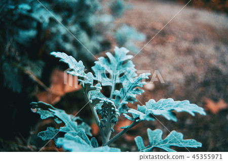Closeup of bluish gray leaves of cineraria senecio 45355971