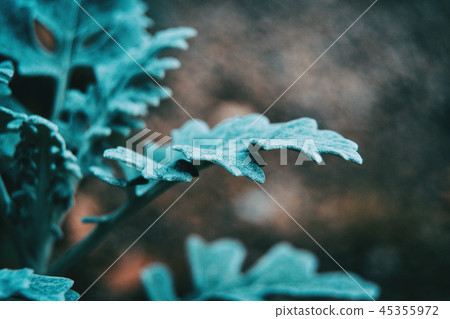 Closeup of bluish gray leaves of cineraria senecio 45355972