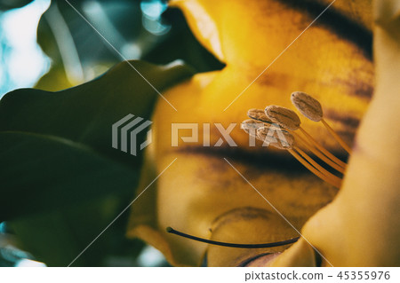 Macro of some pistils and stamen of yellow flower Macro of some pistils and stamen of yellow flower 45355976