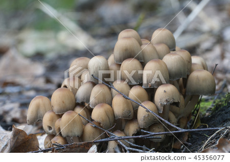 Coprinus micaceus mushroom Coprinus micaceus mushroom 45356077