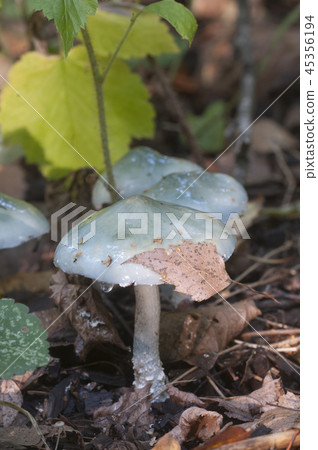 Stropharia caerulea mushrooms Stropharia caerulea mushrooms 45356194