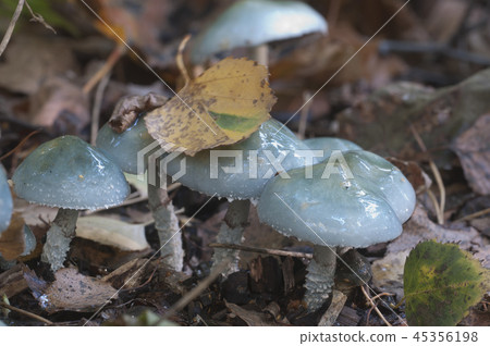 Stropharia caerulea mushrooms Stropharia caerulea mushrooms 45356198
