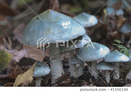 Stropharia caerulea mushrooms 45356199