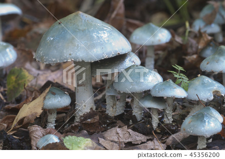 Stropharia caerulea mushrooms 45356200