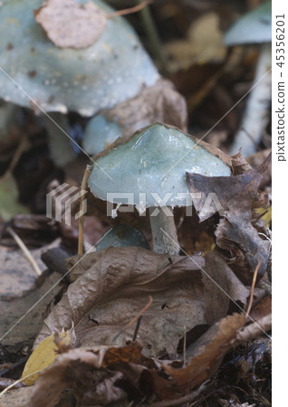 Stropharia caerulea mushrooms Stropharia caerulea mushrooms 45356201
