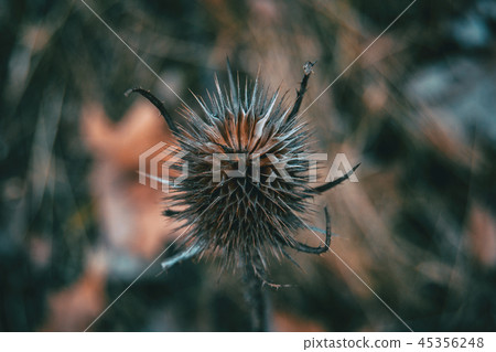 Closeup of dried dipsacus fullonum fruit 45356248