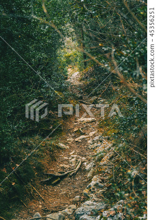 Path of dirt and stones in the middle Path of dirt and stones in the middle 45356251