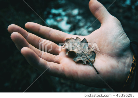 Closeup of a man's hand holding a dried leaf Closeup of a man's hand holding a dried leaf 45356293
