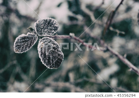 Closeup of snowy leaves of rosa rubiginosa Closeup of snowy leaves of rosa rubiginosa 45356294