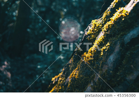 Closeup of a tree trunk covered by moss Closeup of a tree trunk covered by moss 45356300