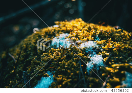 Closeup of moss with snow in winter Closeup of moss with snow in winter 45356302