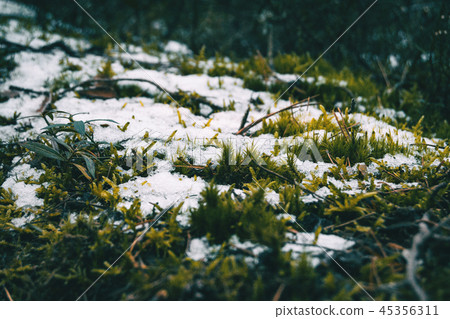 Moss covered by some pieces of snow Moss covered by some pieces of snow 45356311
